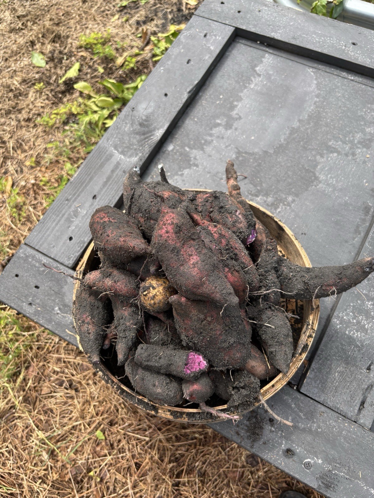 10 Purple Sweet Potato Slips Rooted Cuttings Plants Okinawa Khoai Lang Tím