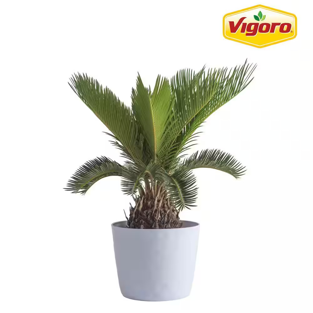 Sago Palm Indoor Plant in 6 In. White Decor Planter, Average Shipping Height 1-2