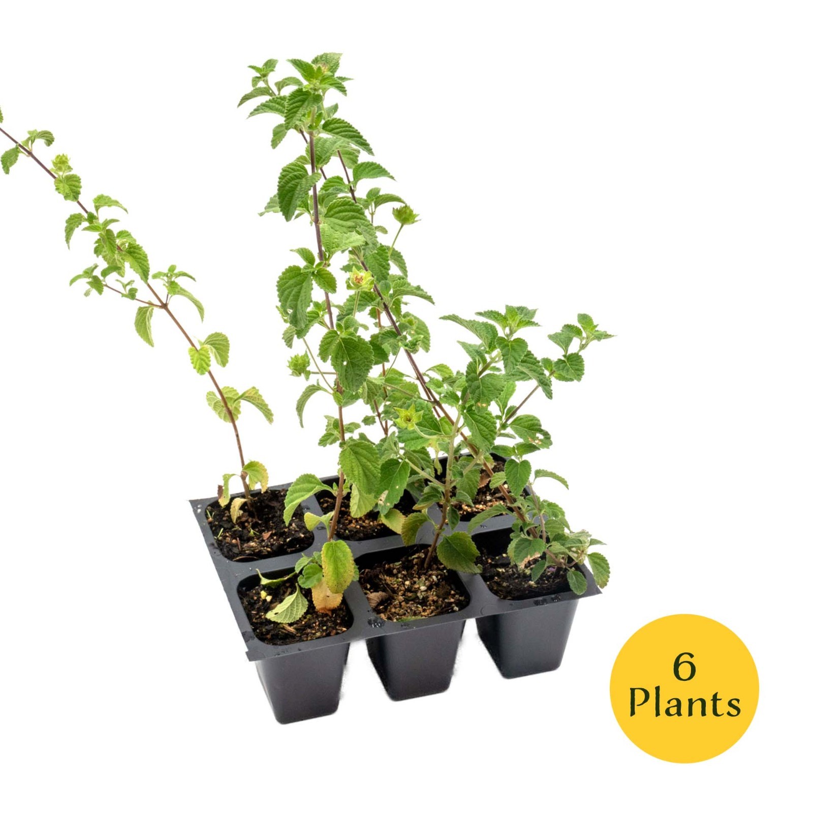Lavender Lantana in 2.5” Nursery Cubes (Lantana montevidensis) | Trailing Plant