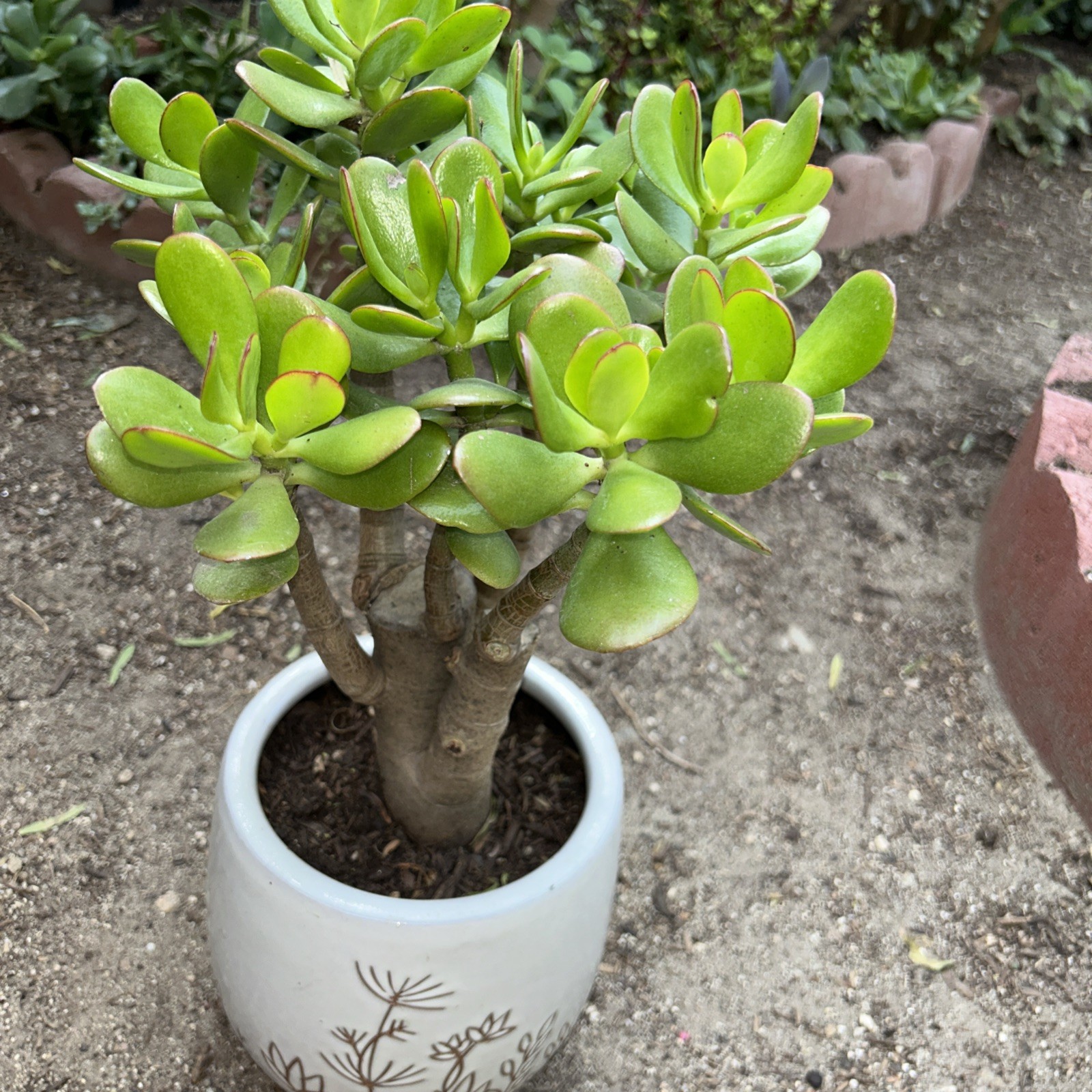 Jade Plant Crassula Ovata Money Tree 12” Tall X 10” Wide Blooms White