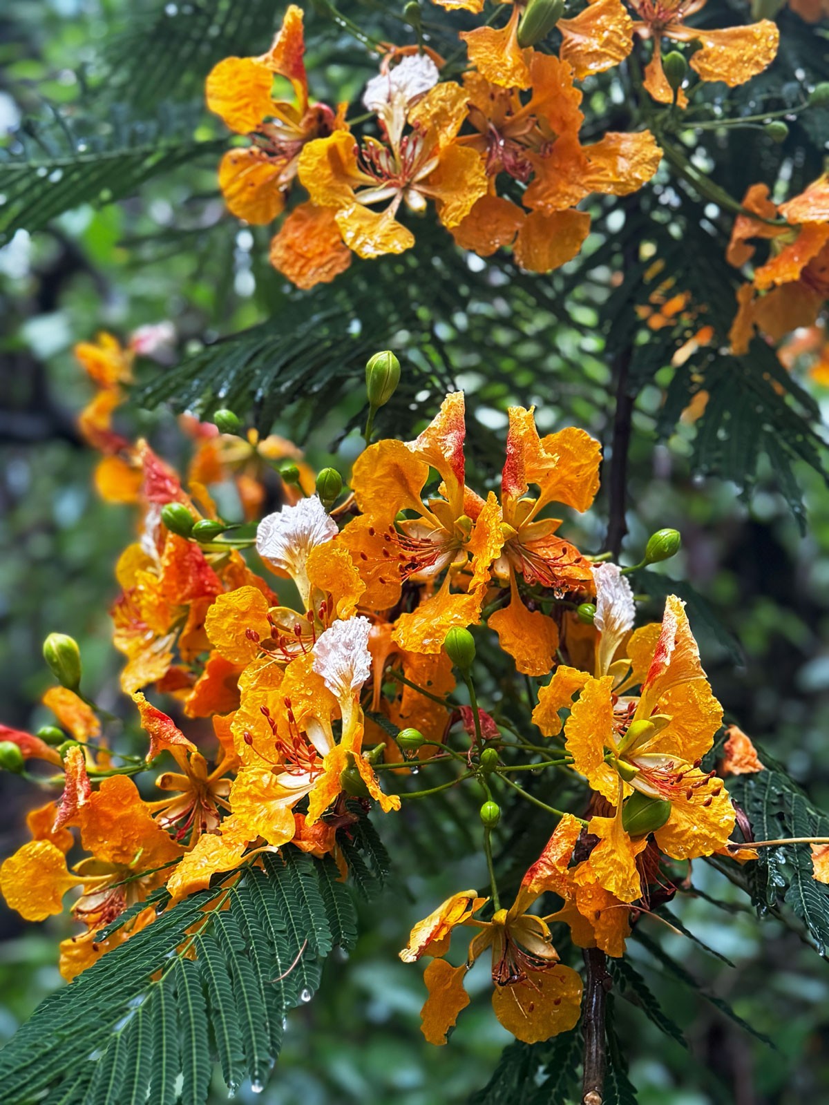 15 Golden Orange Royal Poinciana Tree Seeds Delonix regia