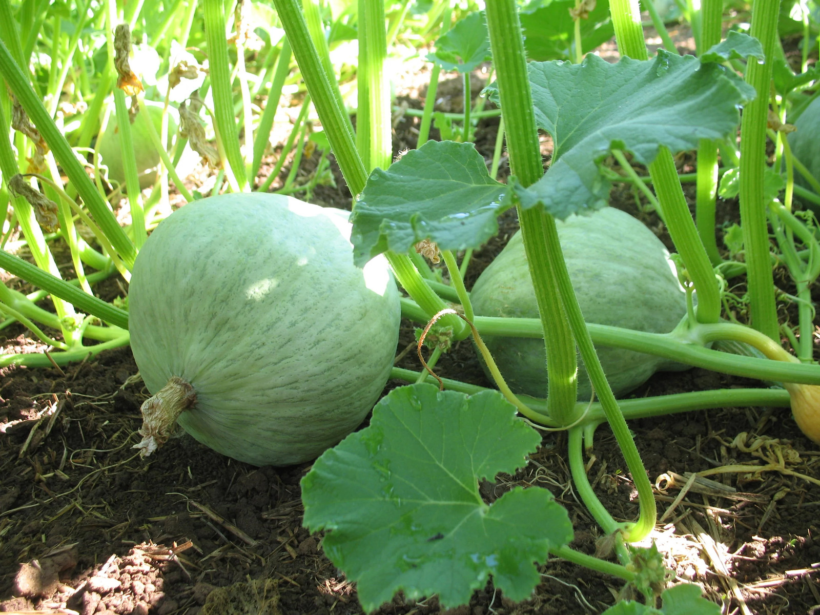 Blue Hubbard Squash Seeds | Gray Winter Jarradale Queensland Pumpkin Seed 2024