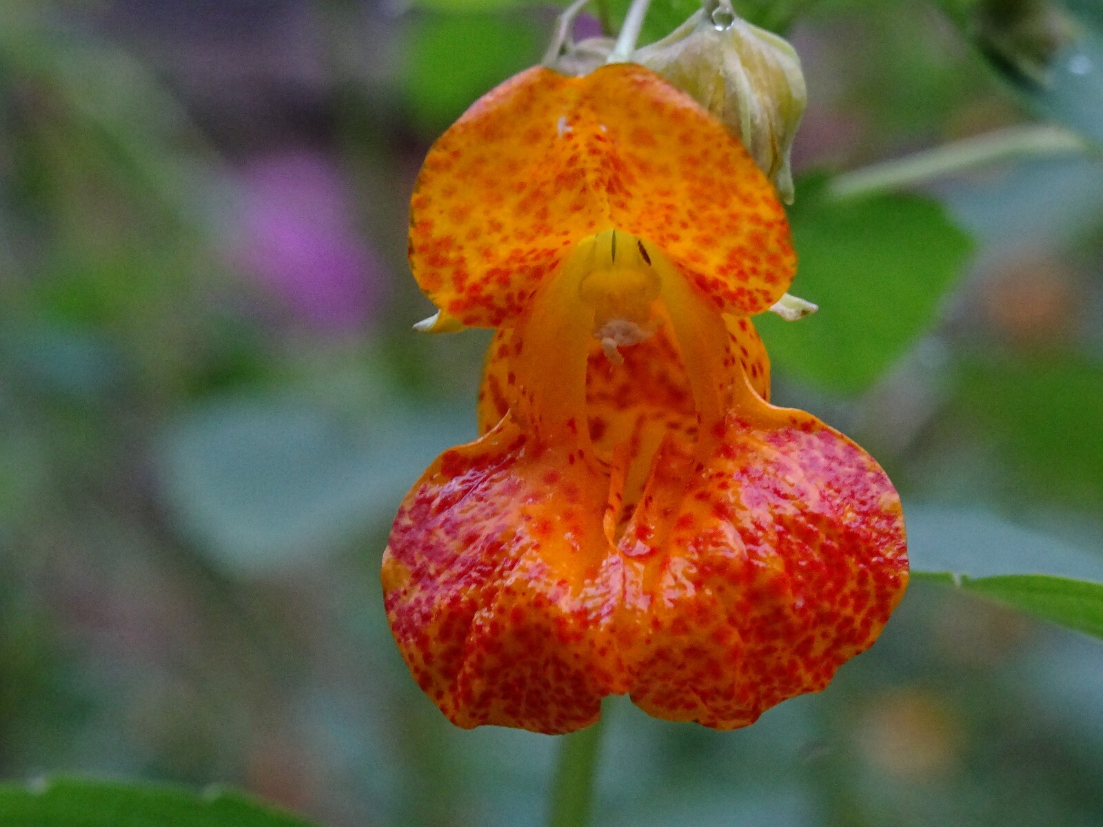 Jewelweed Impatiens Capensis TouchMeNot 40 seeds from 2023 Organic Hummingbirds