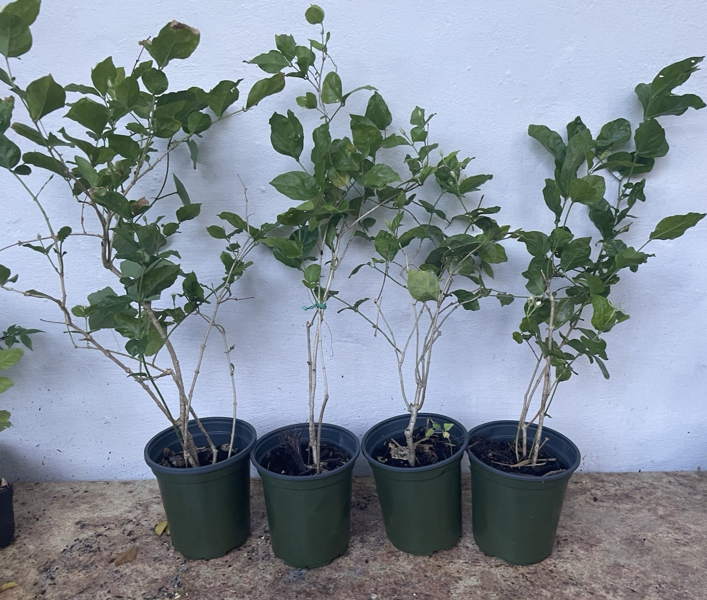 Live Belle of India Jasmine Plant – 6″ Pot – No Shipping to HI, PR, AK, CA