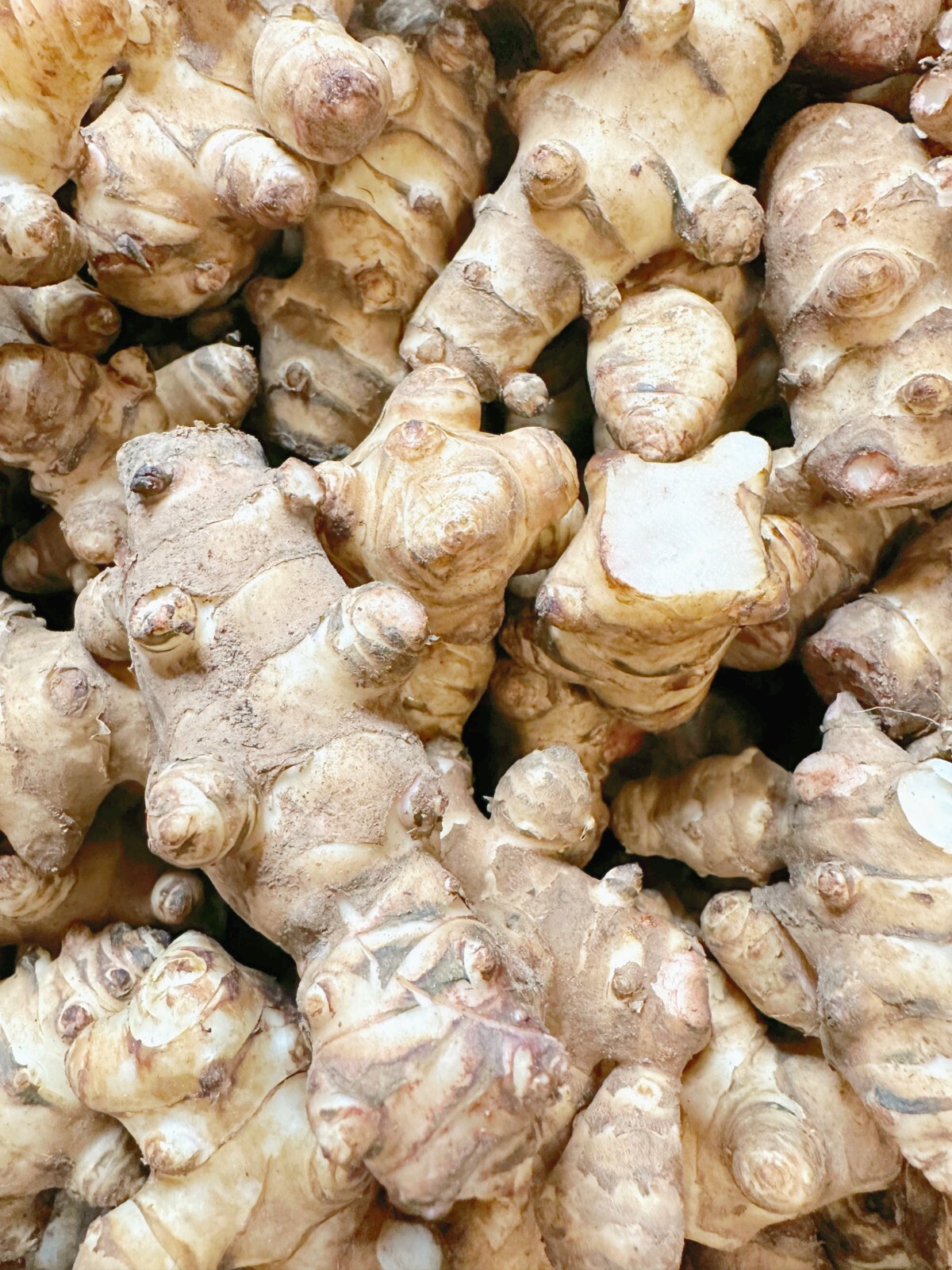 Wholesale Sunchokes: 20lb Jerusalem Artichoke – Individual Tubers For Planting