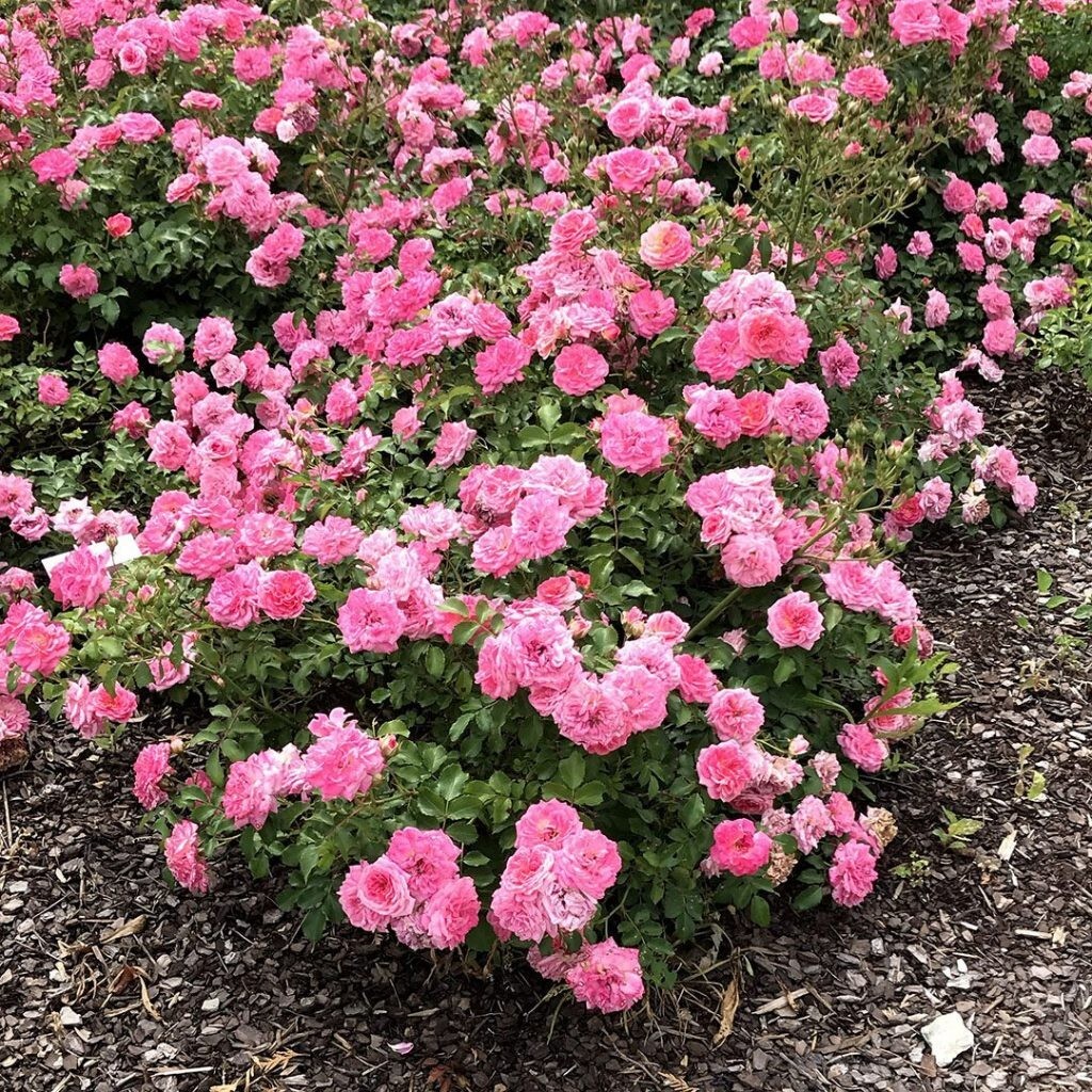 Sweet Drift® Pink Groundcover Rose – Live Plant ( 1 QT )
