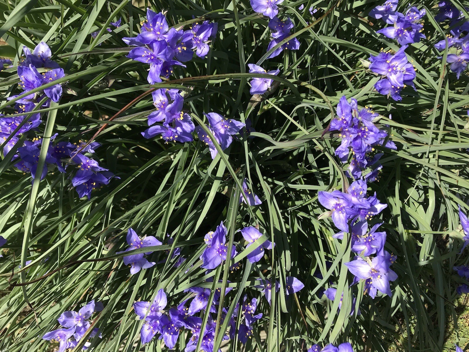 20 Spiderwort Tradescantia Plant Rhizome Bulb Perennial Purple Flower Widow Tear