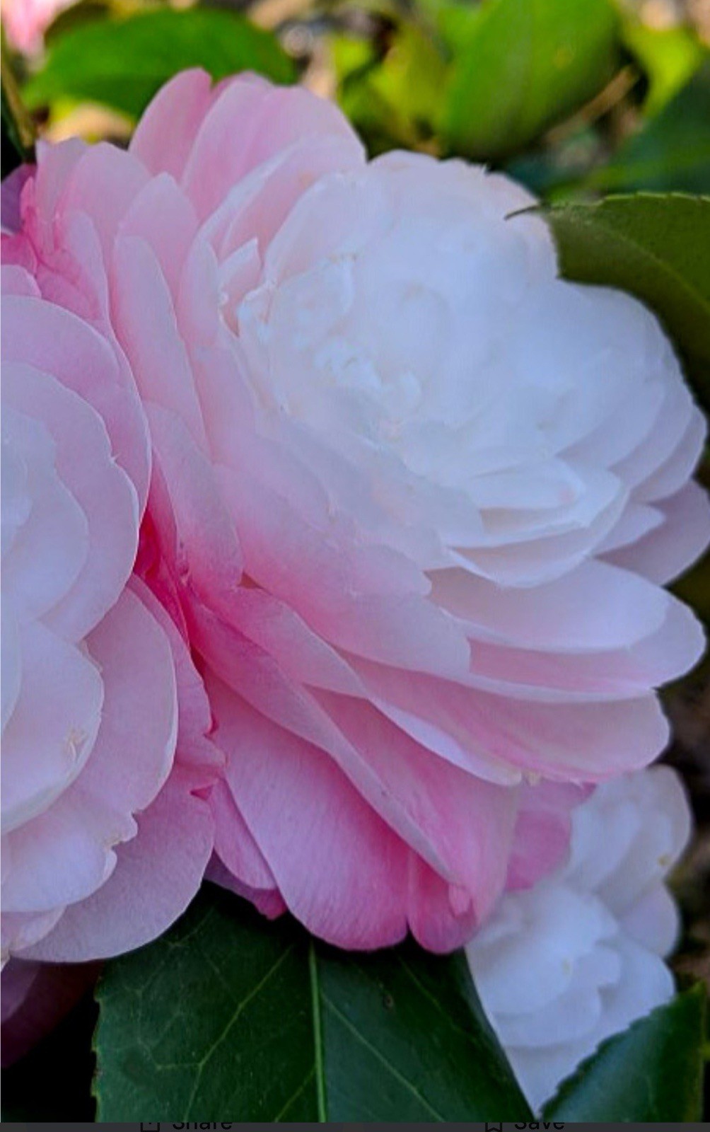 Guest Star~~Camellia Japonica–Live STARTER Plant–VERY UNIQUE COLOR!