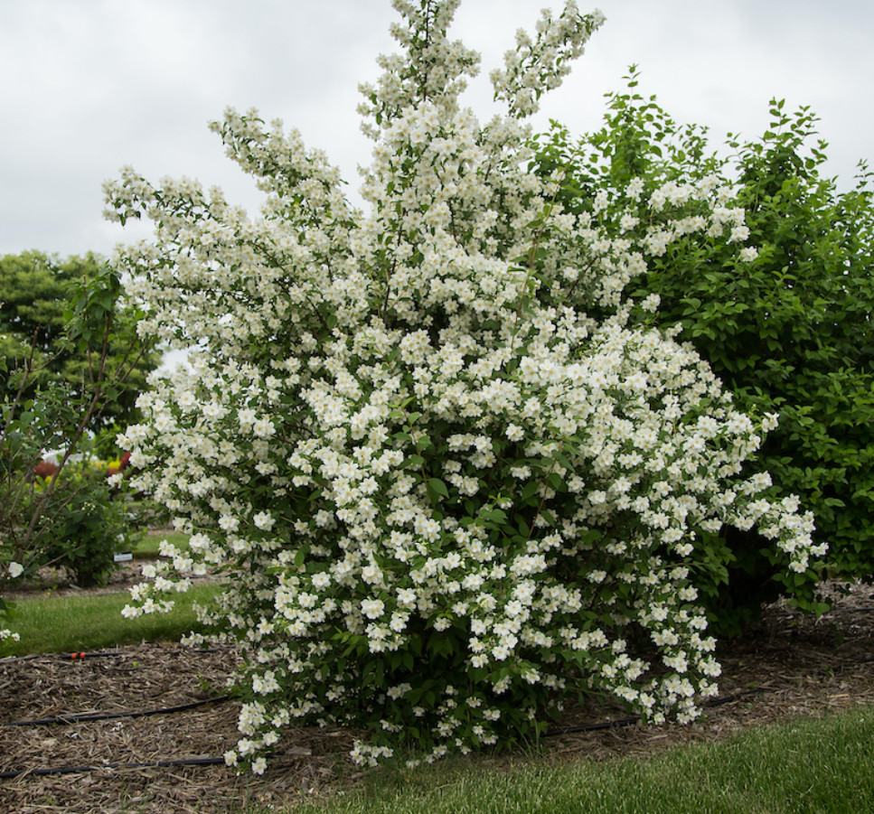 Mock Orange Green – Live Plant in Gallon Pot – Fragrant Flowering Shrub