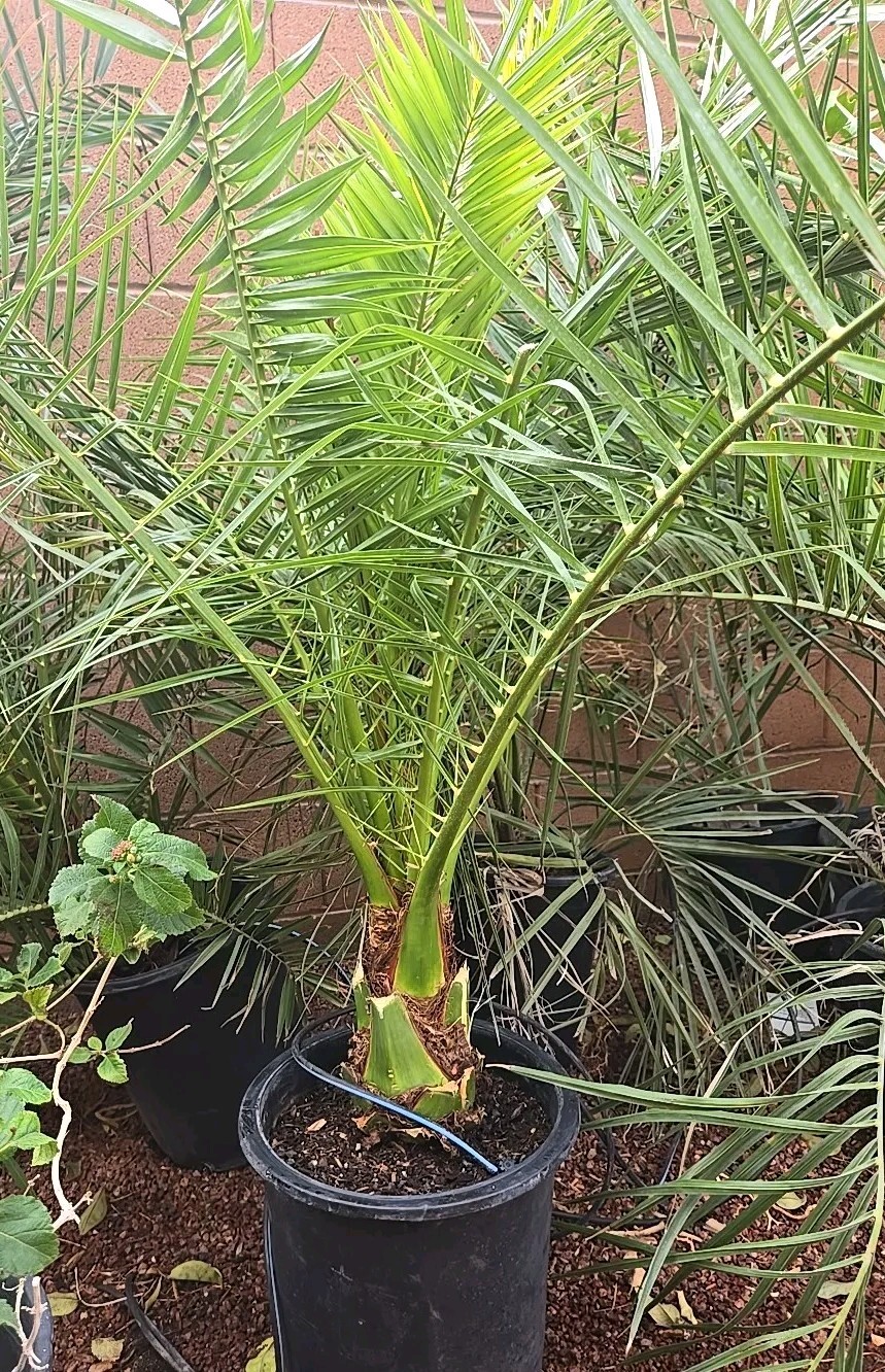 Canary Island, Date / Pineapple Palm Tree, Phoenix Canariensis 9+ Yrs 56+ inches