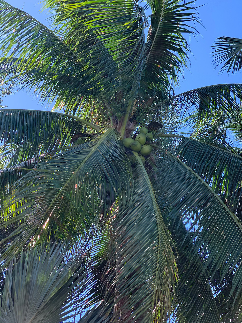 Coconut Palm Live Plant – FREE SHIPPING – Green Malayan Dwarf – 4″ to 10″ Tall