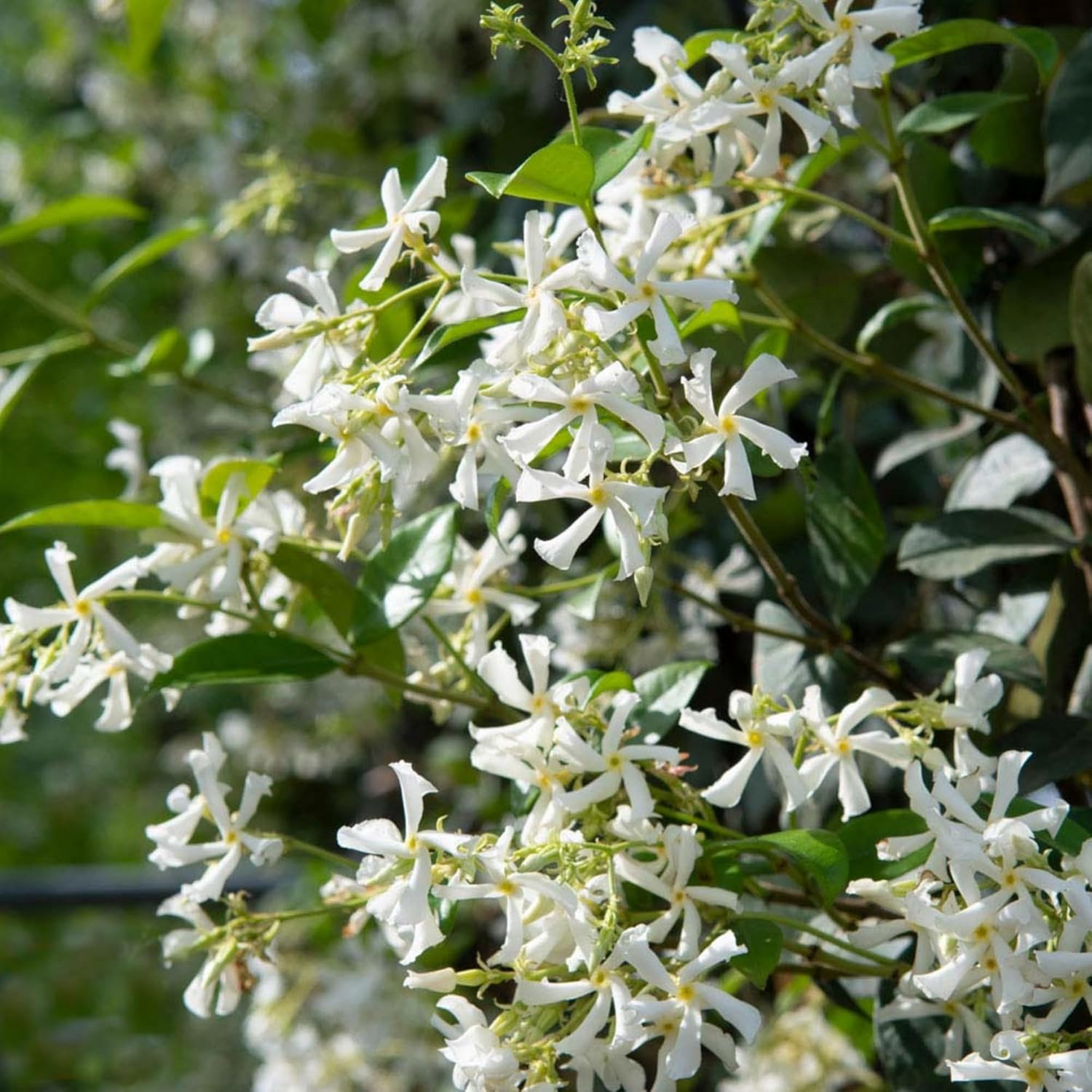 200+ Mixed Star Jasmine Flower Seeds for Planting Climbing Jasmine Fragrant