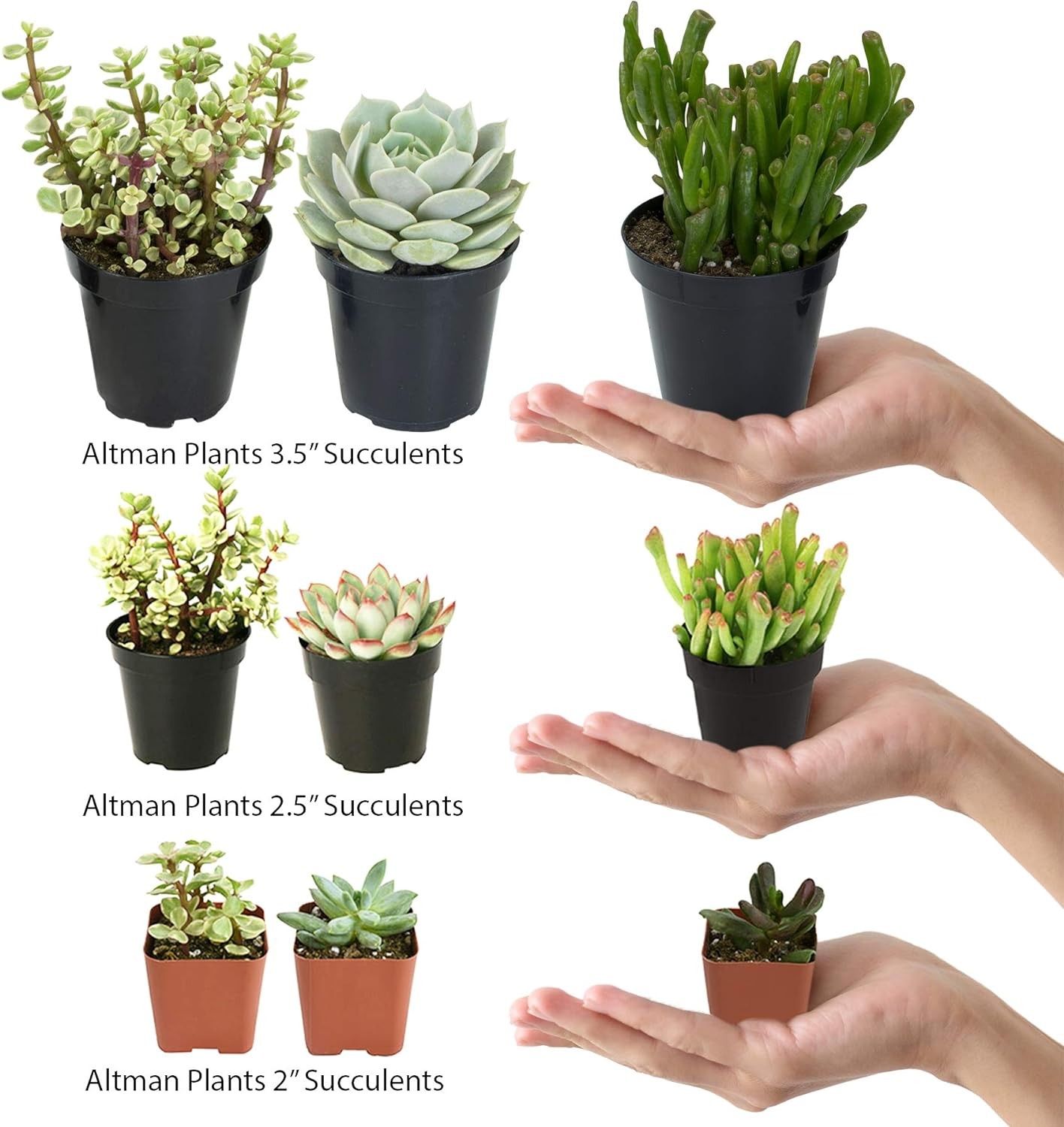 Altman Plants, Assorted Cactus Plants Live Succulents (8 Pack), Live Cactus Plan