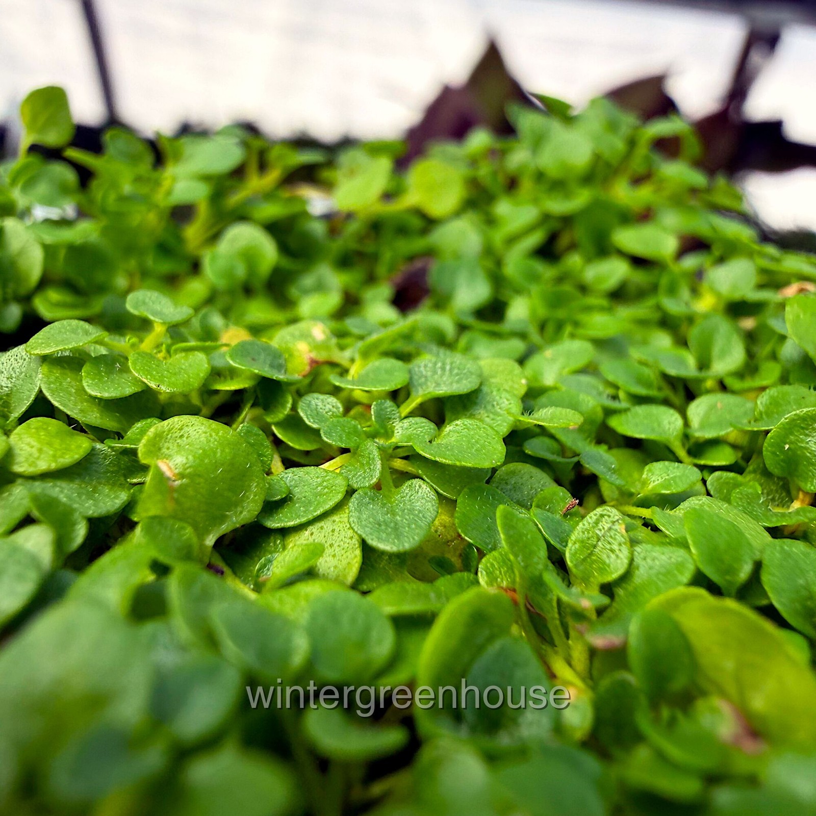 Mentha requienii, Mint Corsican, Container Size: 3″ (2.6×3.5″)