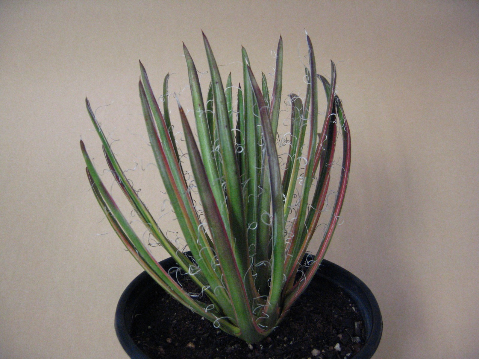 Agave “Leopoldii II” Marginata Aurea — Rare Succulent