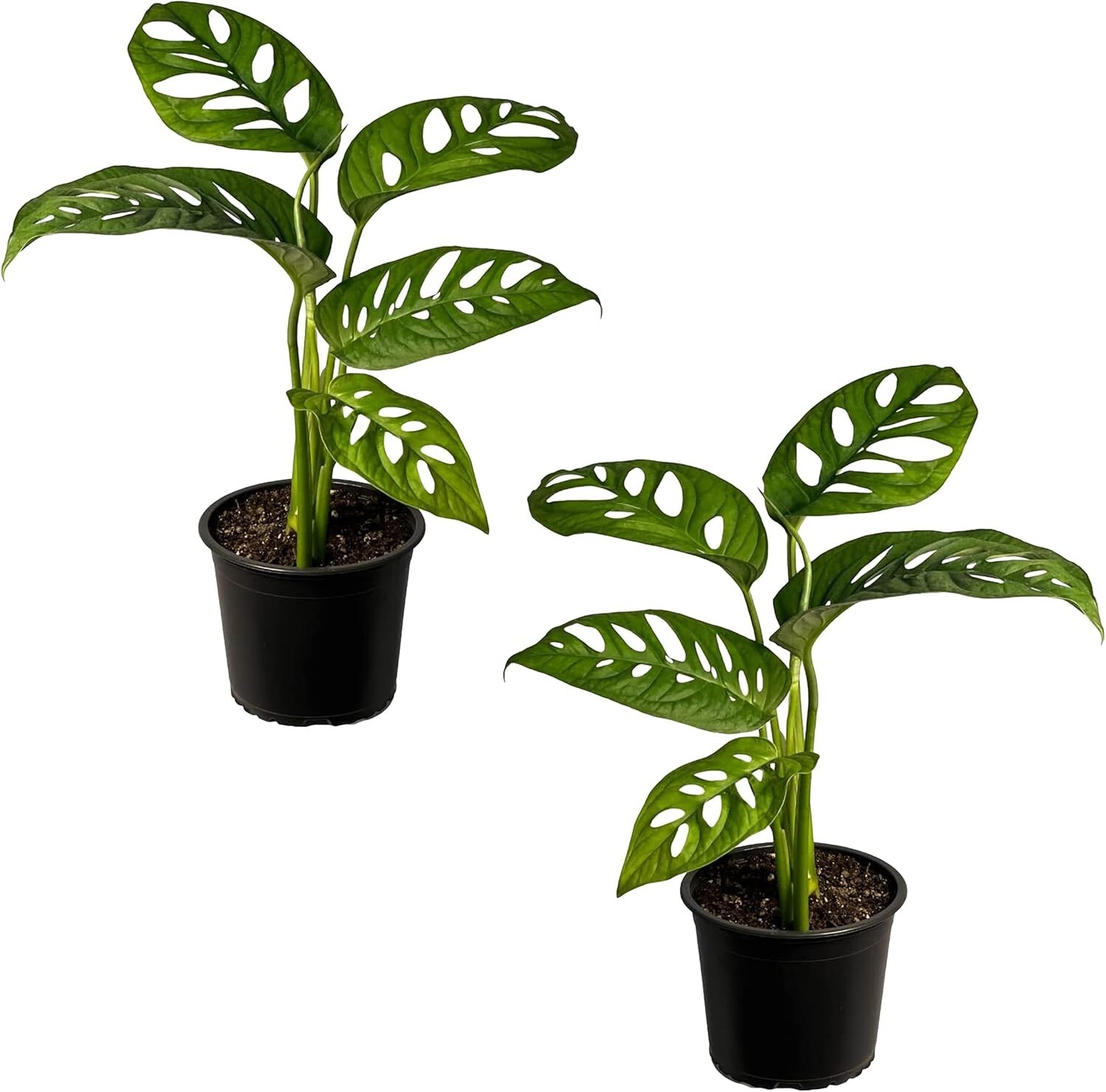 Monstera Adansonii Swiss Cheese Plant (2 Pack) | Live Indoor Decoration Plants