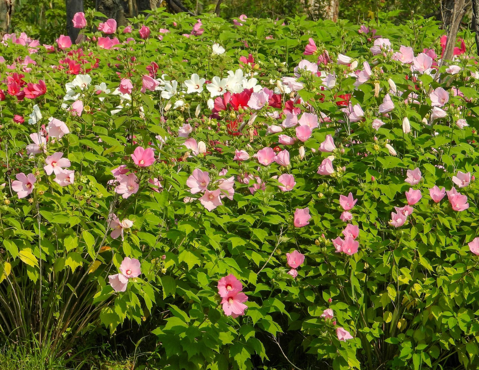 25 MIXED LUNA HIBISCUS Moscheutos Hardy Red, Hot Pink, Pink & White Swirl Seeds