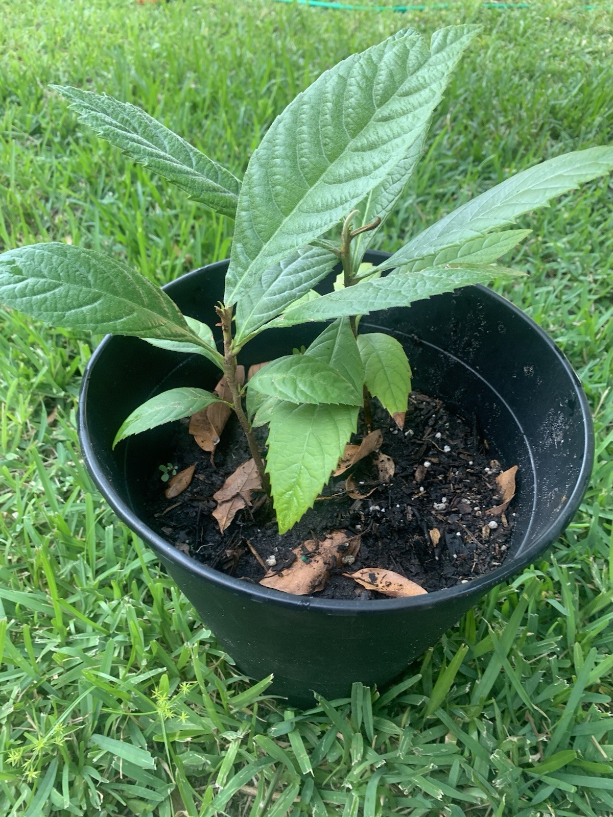 2 Loquat Plants 6”-12” Tall FREE SHIPPING Ready To Plant