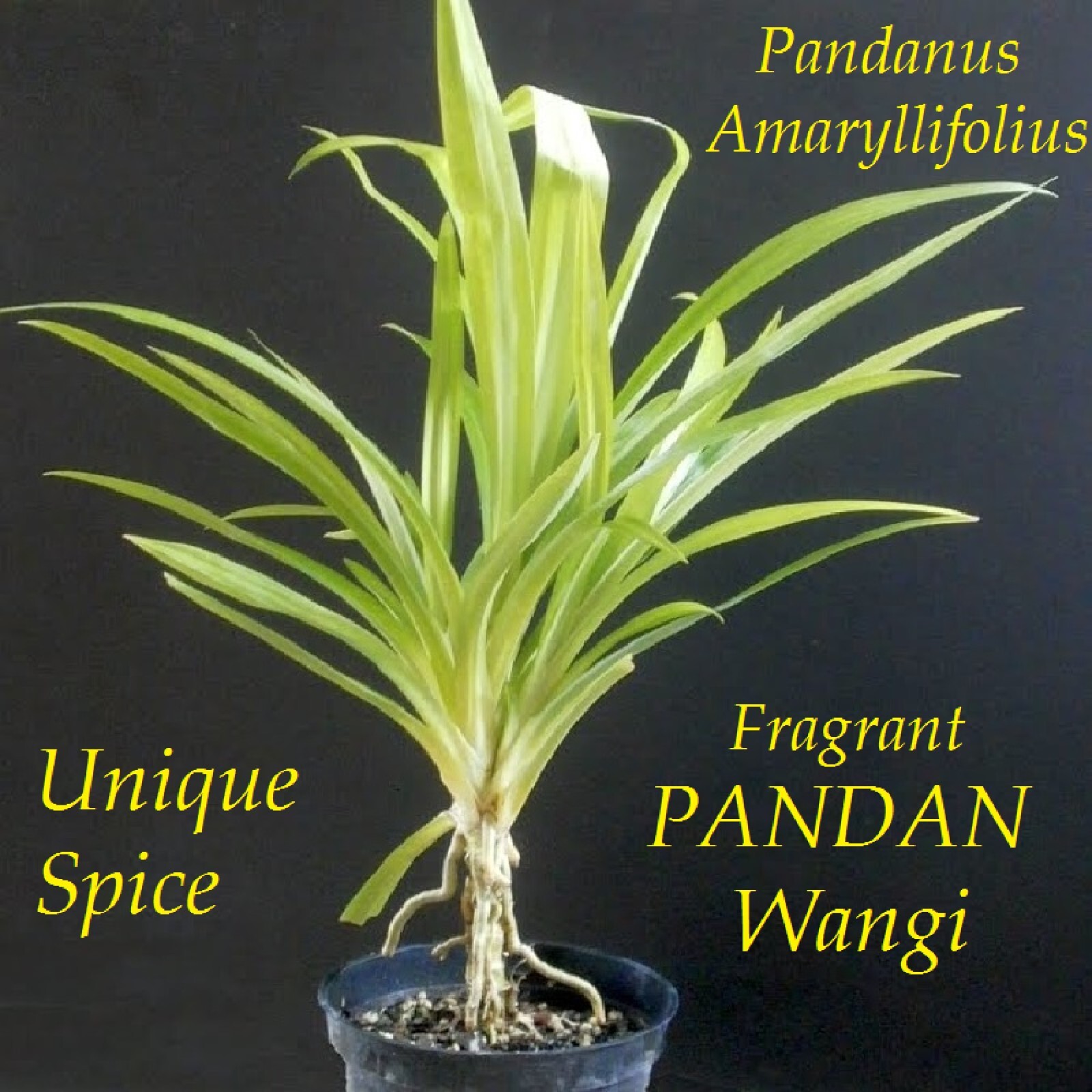 ~FRAGRANT PANDAN~ Pandanus Amaryllifolius UNIQUE SPICE Bigger 6-12+in PLANT