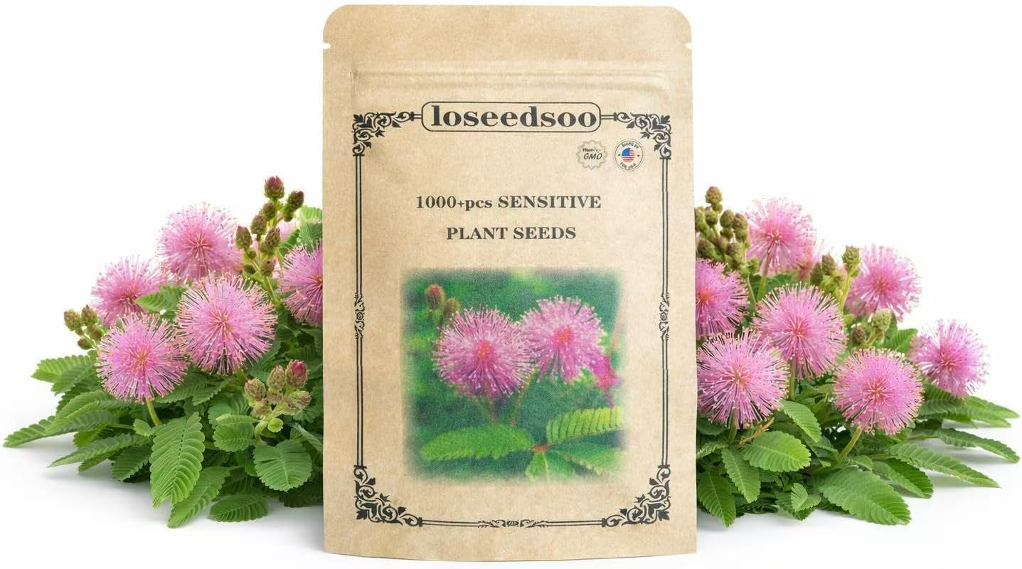 1000+ Sensitive Plant Seeds for Planting – Mimosa Pudica Touch Me Not Seeds, Int