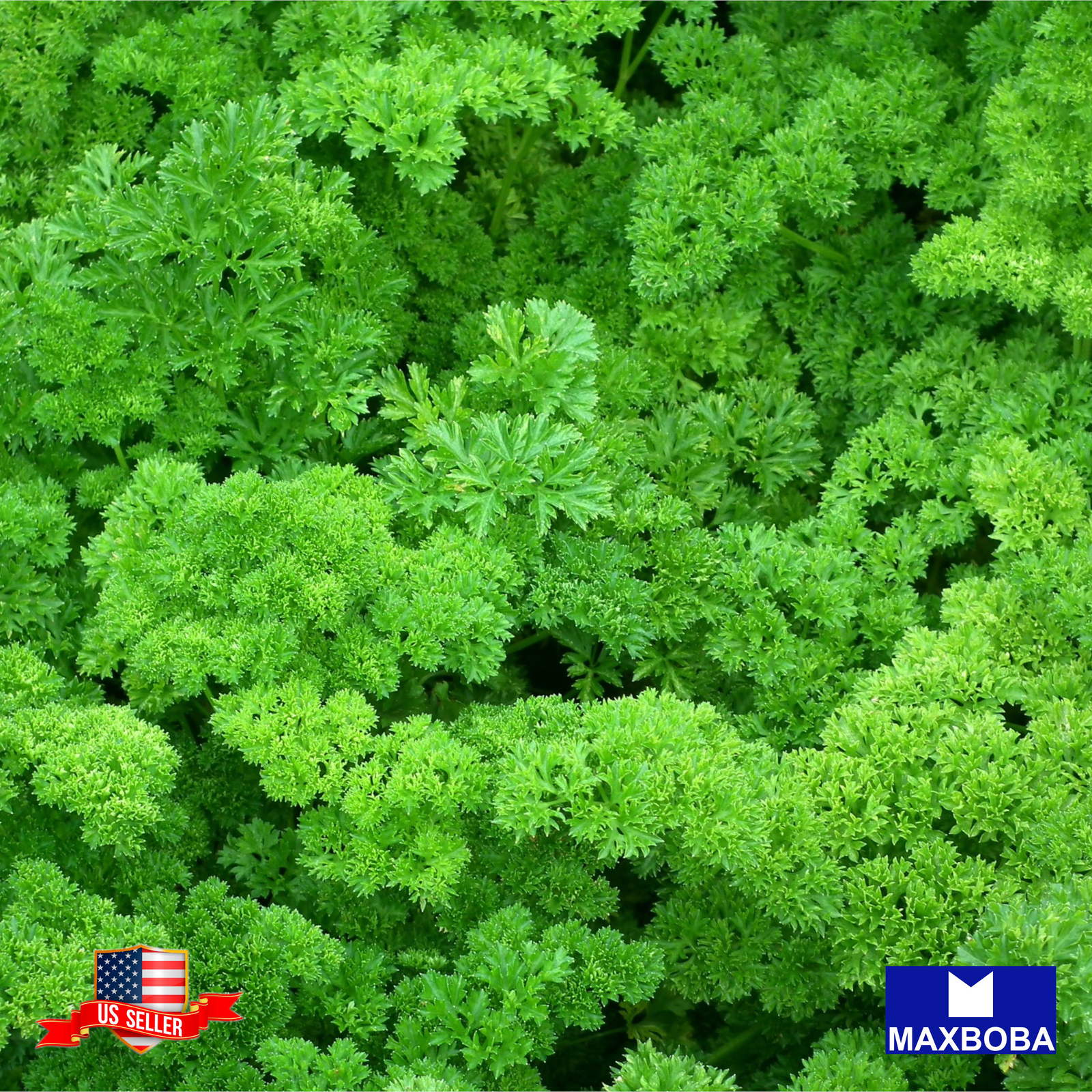 Parsley Triple Moss Curled Seeds Non-GMO / Heirloom / Garden Vegetable / Fresh