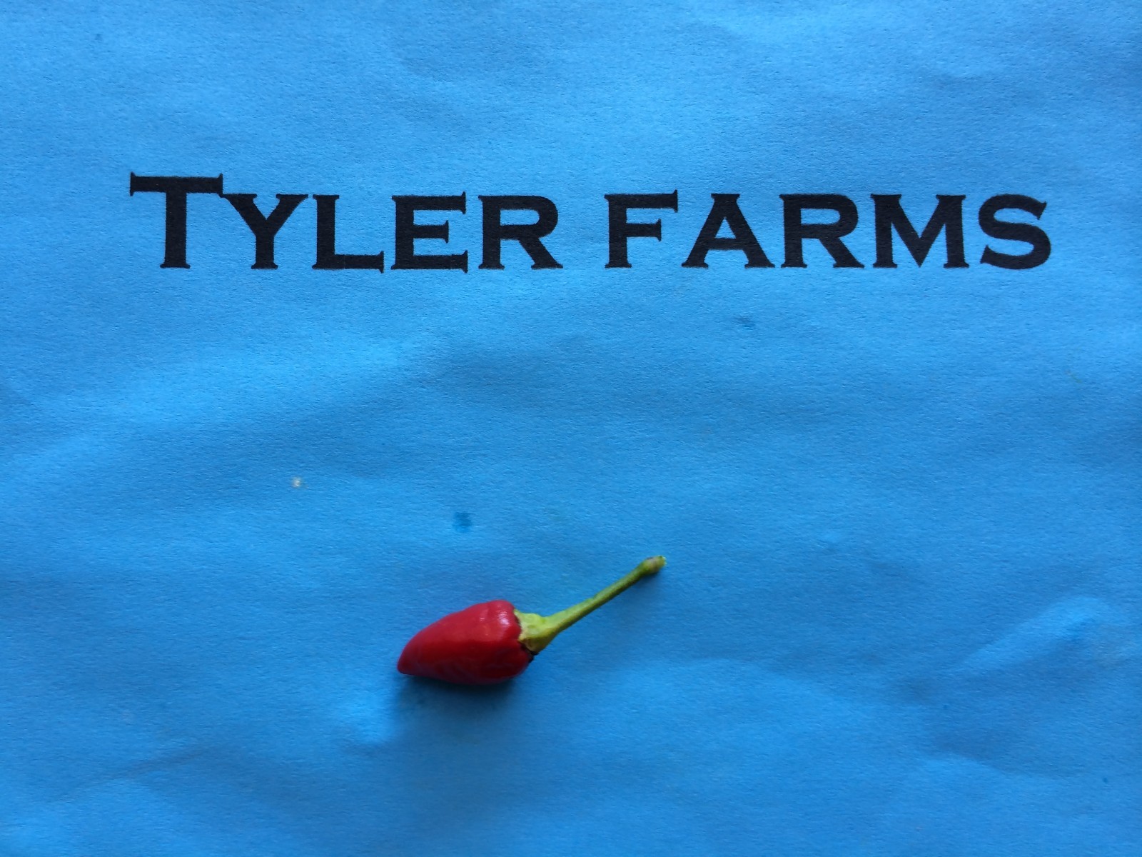 10+ Pequin Pepper seeds (organic chili, chile)