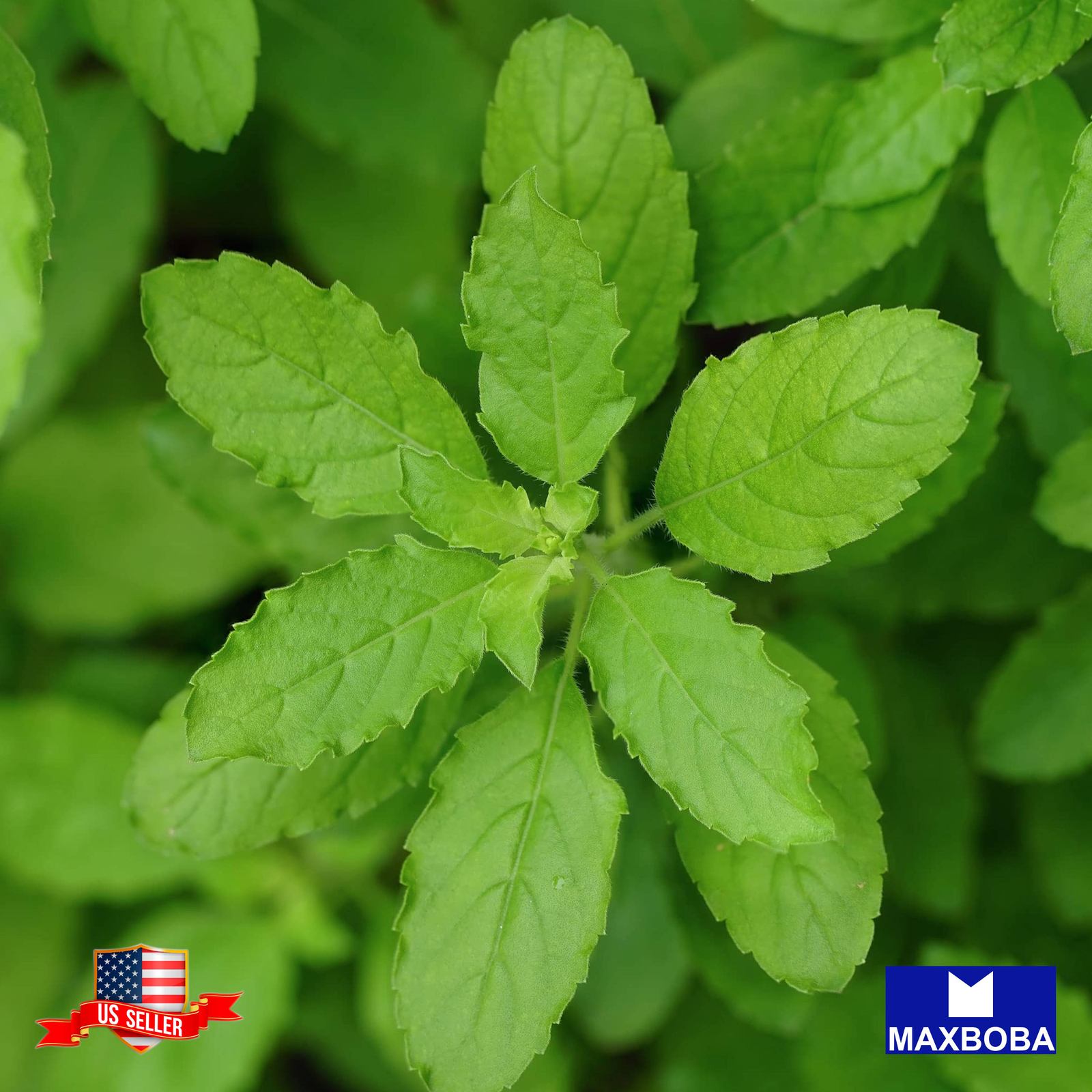 Basil Seeds – Holy Basil Green Leaf Non-GMO Heirloom Garden