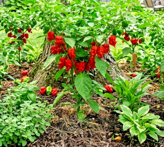 15 Newly Harvested Super-Hot Fresh Carolina Reaper Red Premium Pepper Seeds-A 13