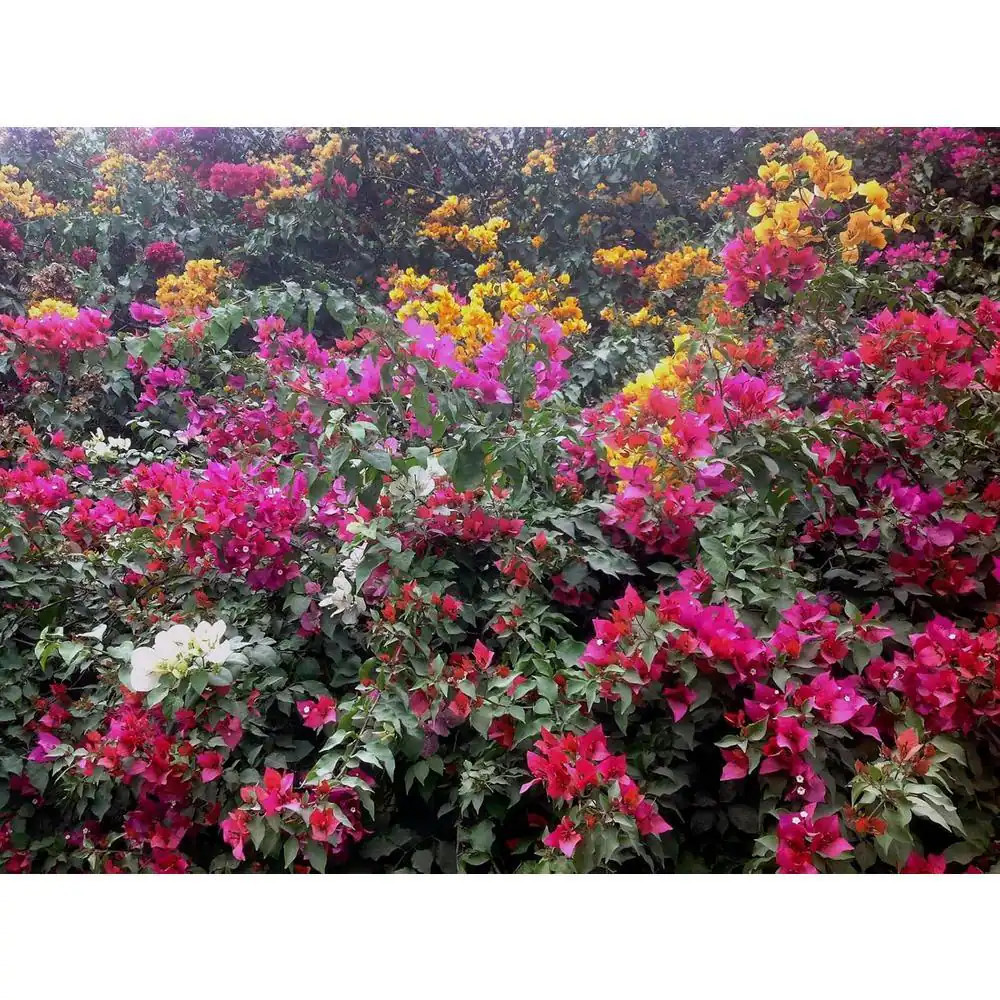 Bougainvillea Hanging Basket-Live Plant in a 10 In. Hanging Pot-Multicolor-Flowe