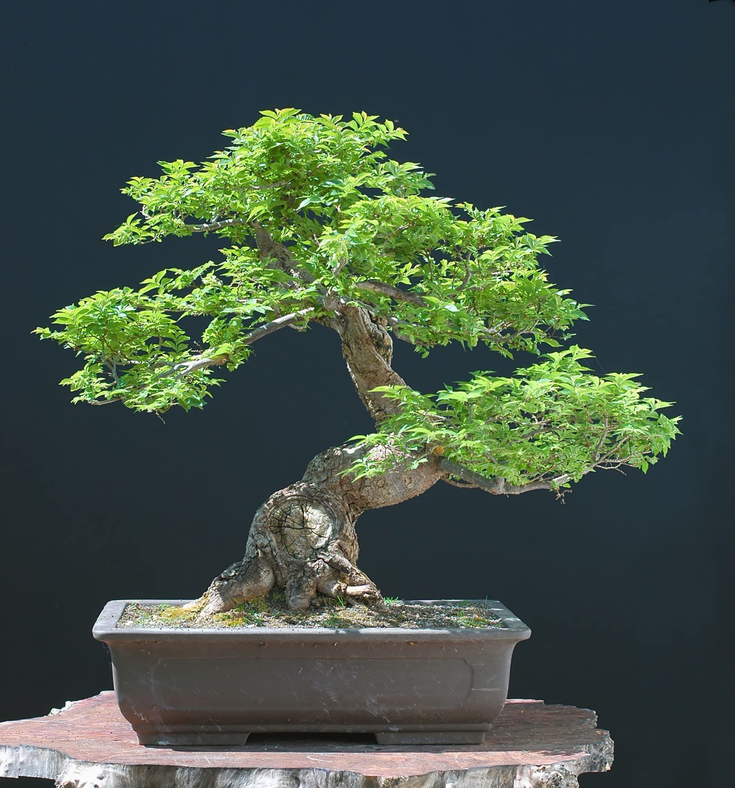 Bonsai Tree Seed Kit – 90 Seeds, 9 Different Tree Species + Growing Instructions