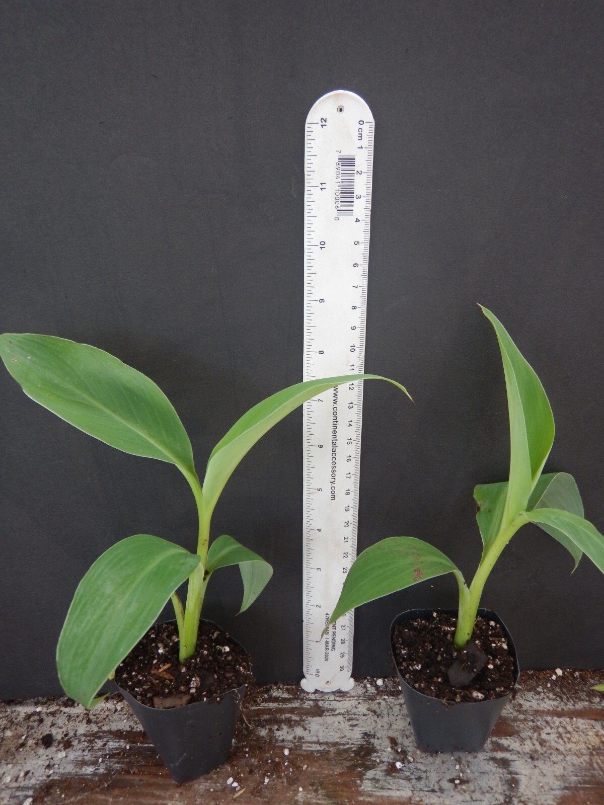 ICE CREAM (BLUE JAVA)Live Musa Banana Tree-WELL ROOTED STARTER PLANT