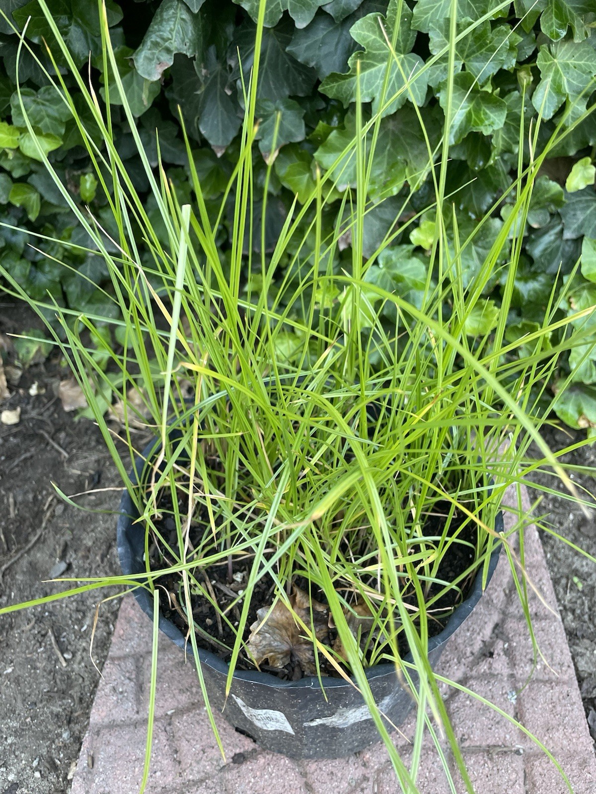 Umbrella Water Garden Plant