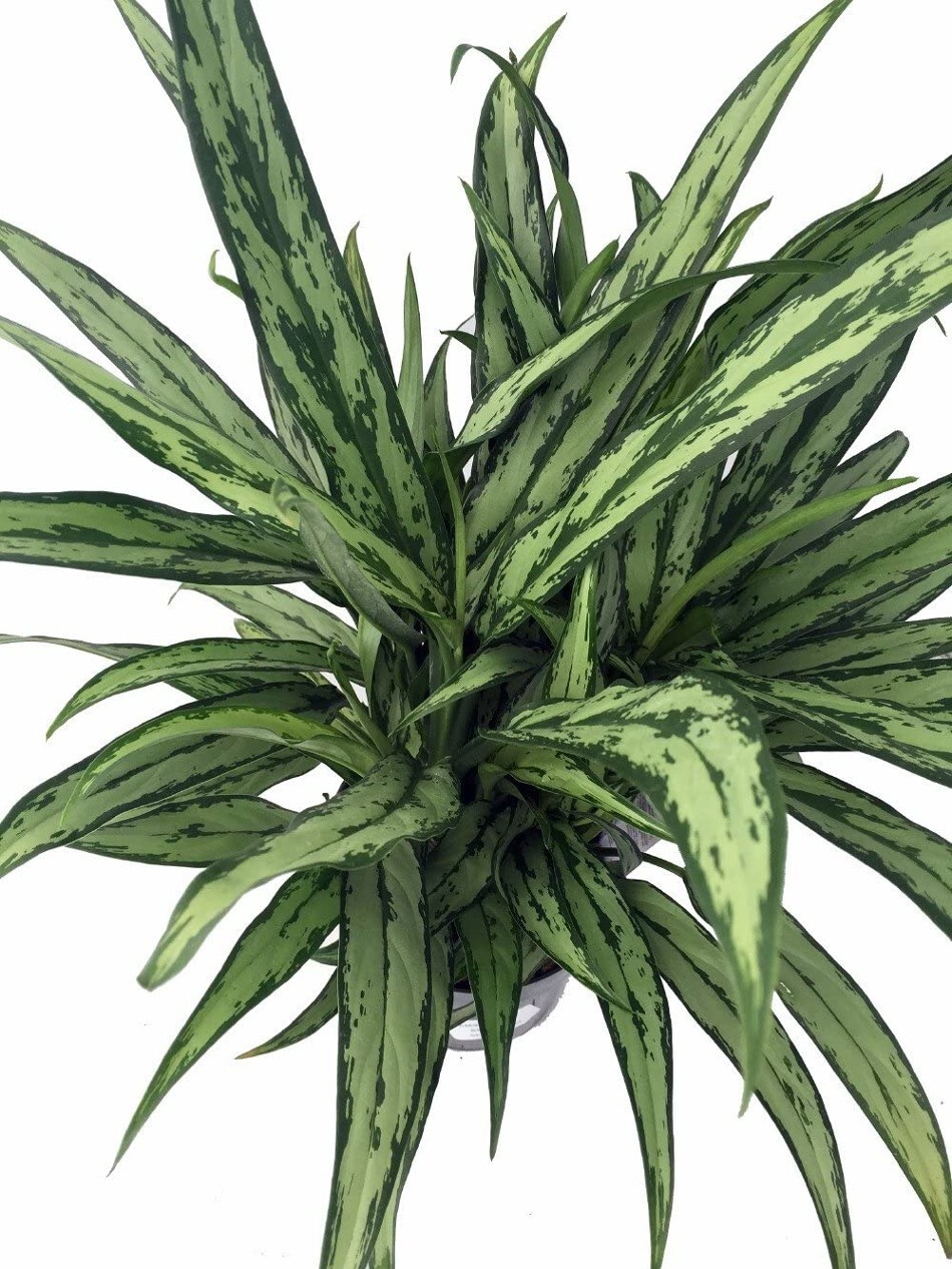 Aglaonemas Evergreens Cutlass Very Pretty Easy To Grow Indoors Live Plant 6″ Pot
