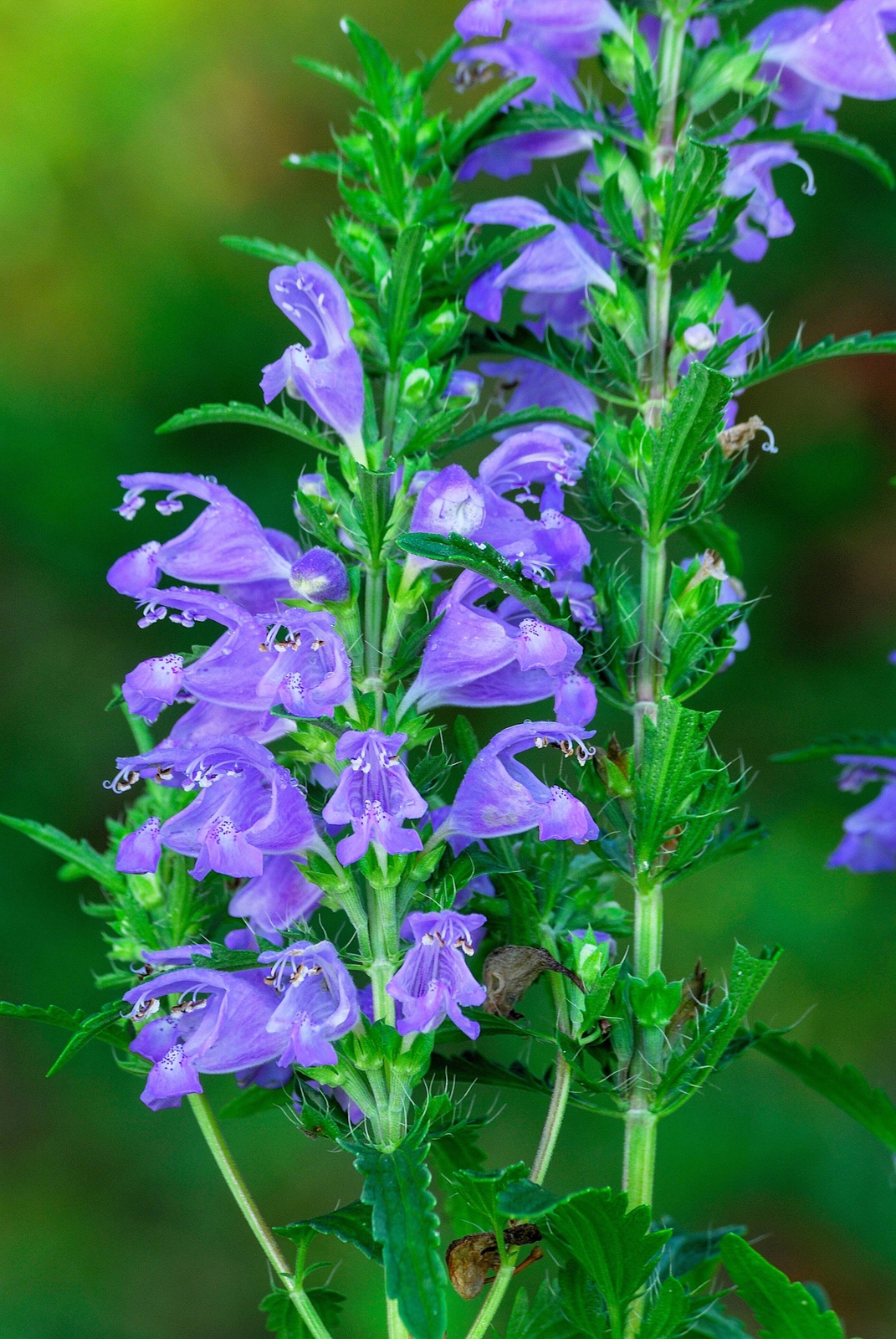 50 Purple False Dragon DRAGONS HEAD OBEDIENT PLANT Dracocephalum Flower Seeds
