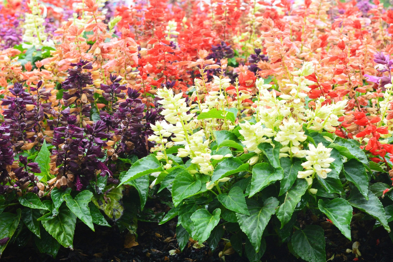 100 PALISADES MIXED COLORS SALVIA Viridis Horminum Sage Flower Seeds *Flat S/H