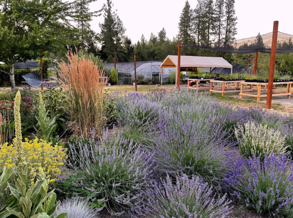 2 Godwins Creek Lavender Plants Live, 3–8″ Tall, Ships No Pot