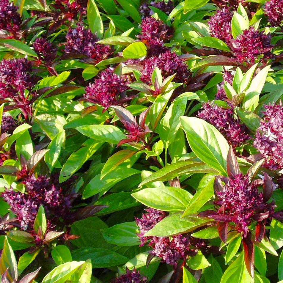 Siam Queen Thai Basil Seeds | Horapha Bai Krapao Plant Herb 2024 Fast Shipping
