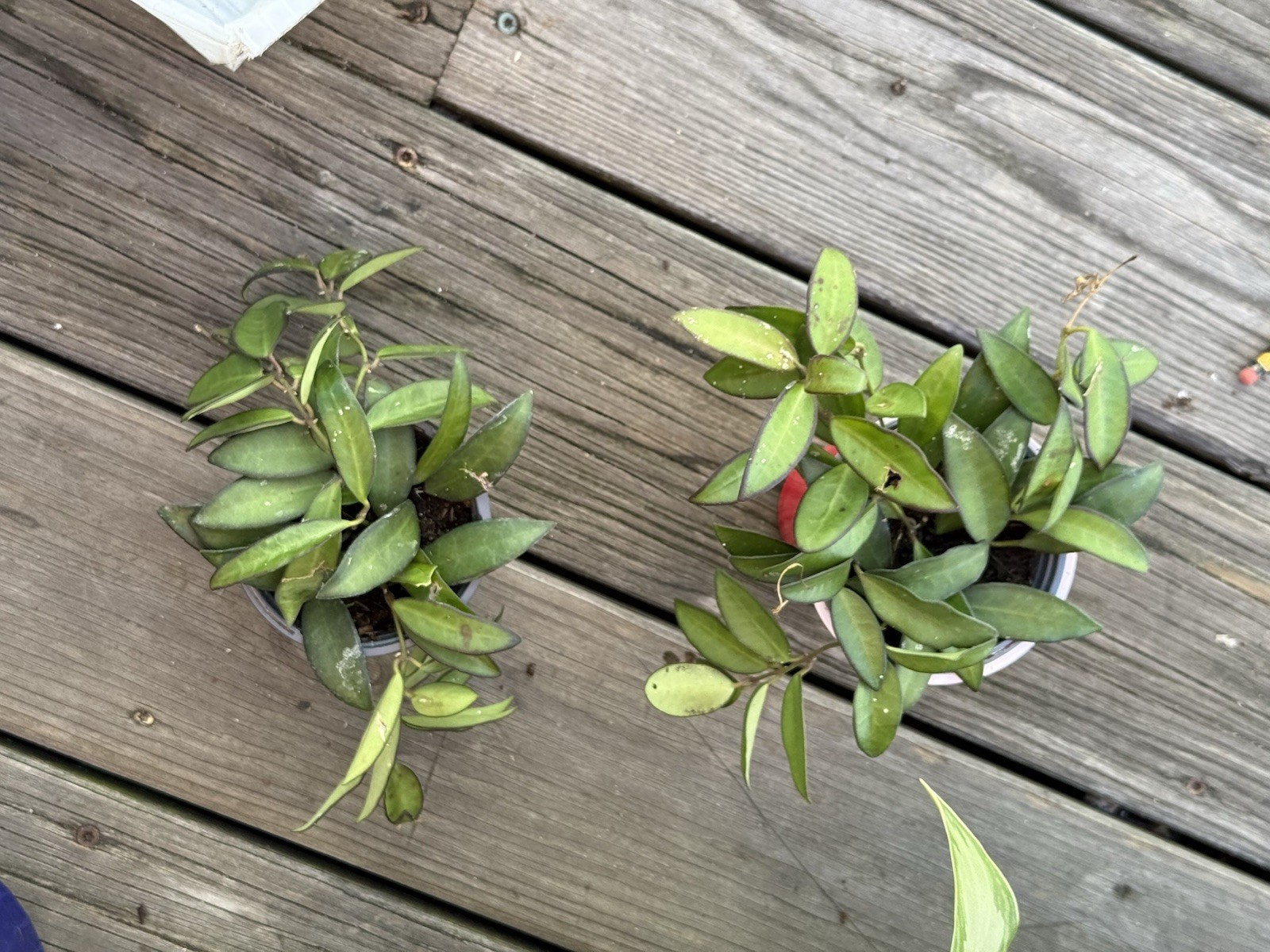 Hoya Rosita, 4 inch, Rare Hybrid of Hoya wayetii x tsangii