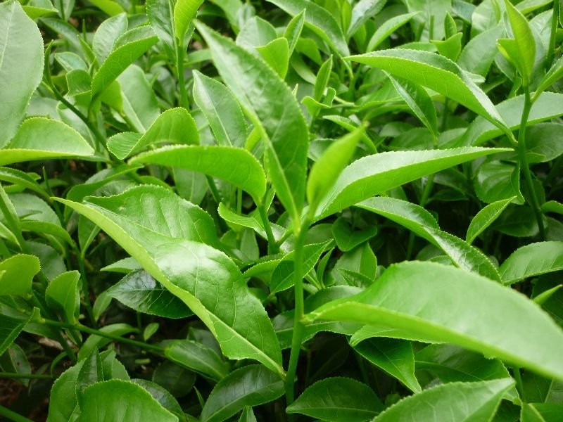 Green Tea Plant – Camellia sinensis 4 to 6 inch Tall- Starter Plant