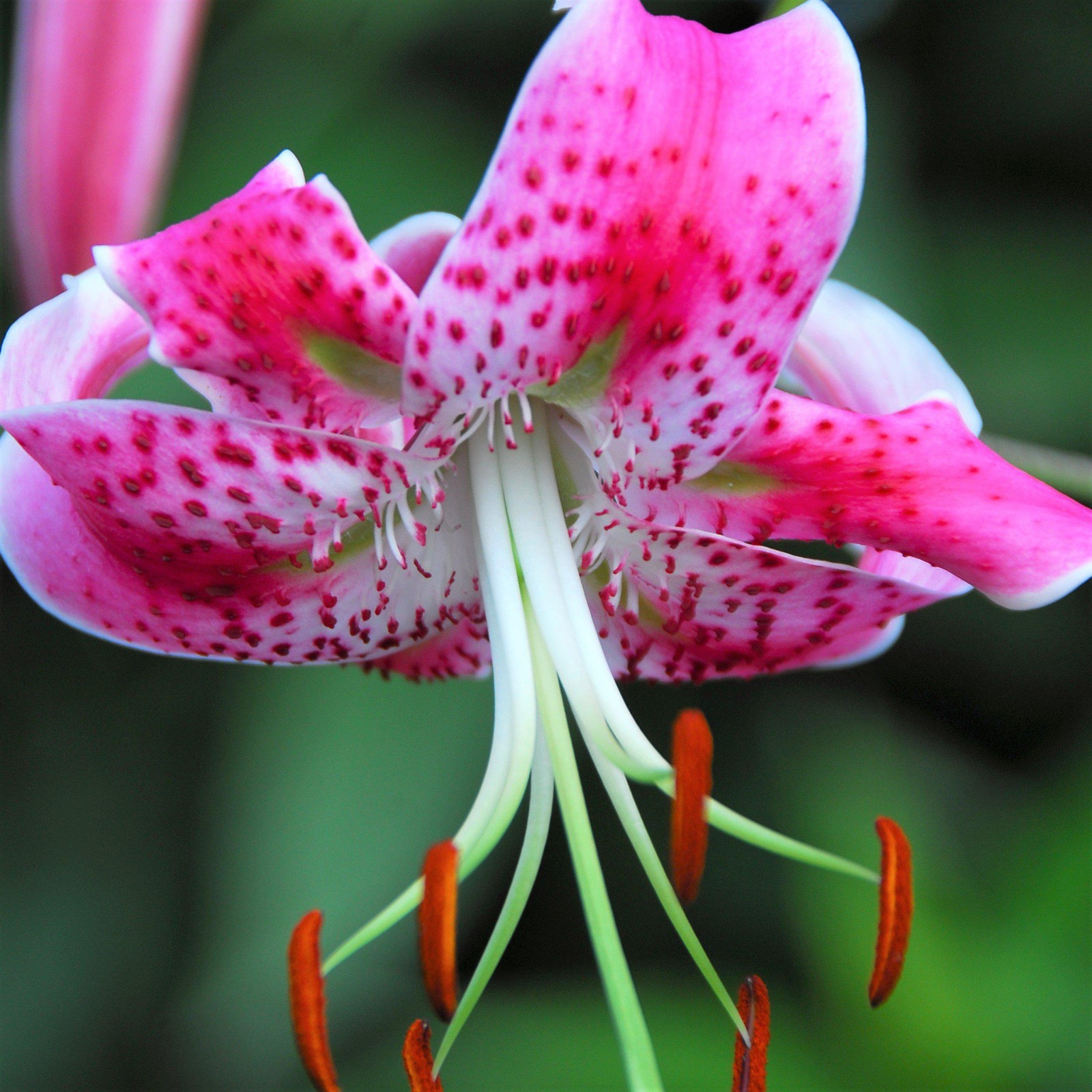 Lilium Wild About Tiger Lily Mix 6 Flower Bulbs – Summer Colorful Blooms