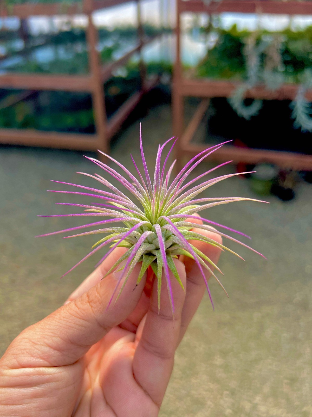 Ionantha Lavender Air Plant *Beautiful Light Dusty Color*