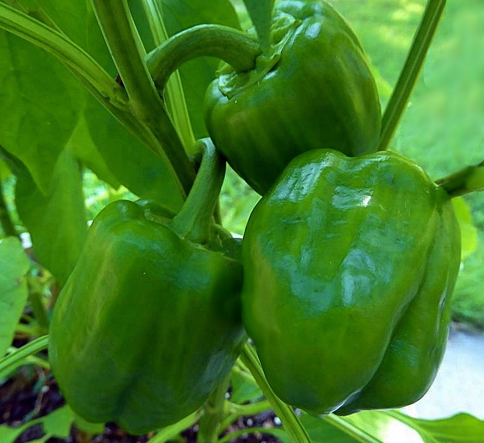 Sweet Bell Pepper Seeds Emerald Giant Heirloom Box Garden Seeds LLC