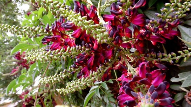 5 Red Wisteria Seeds Vine Climbing Flower Perennial Seed 577 USA SELLER