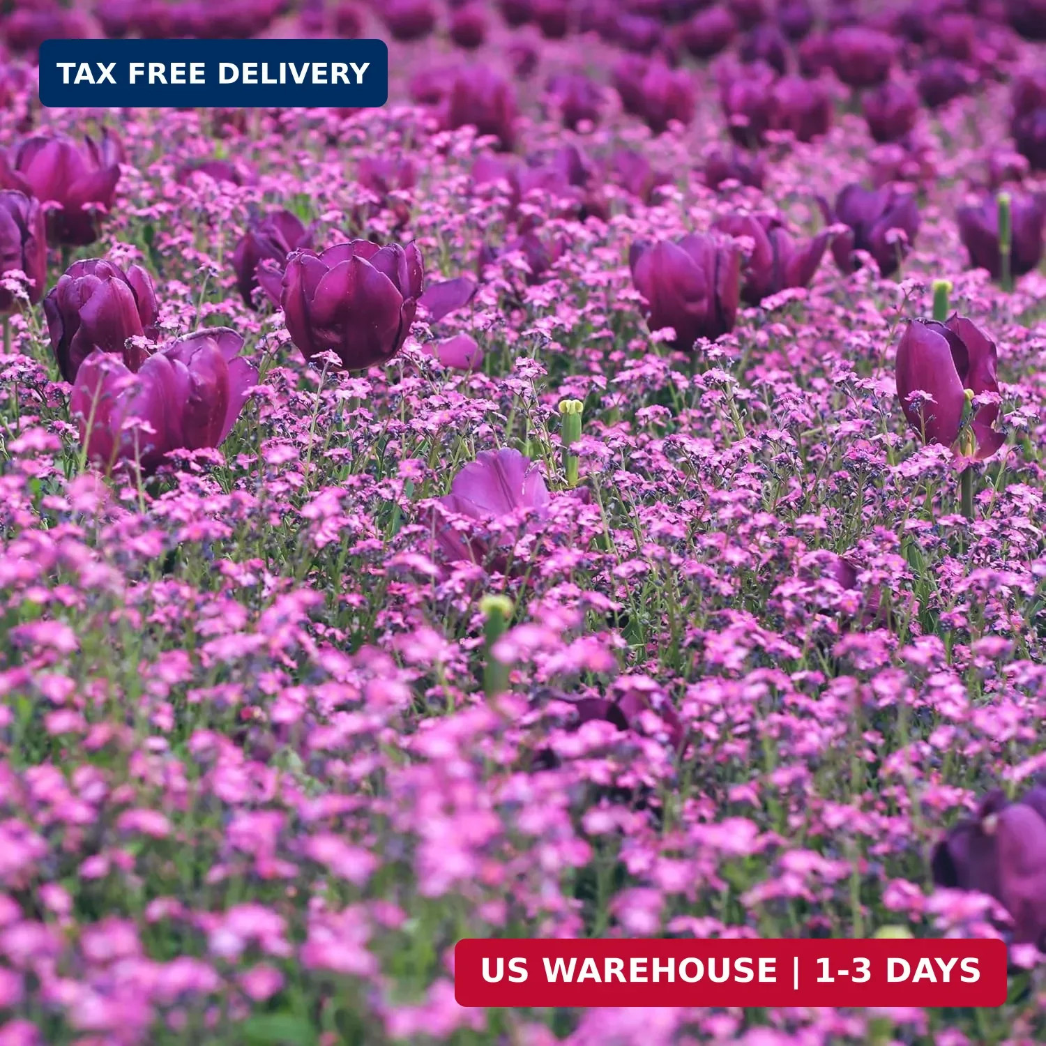 CarpetC 1000+ Creeping Phlox Seeds for Planting, Ground Cover Purple Flowers Sta