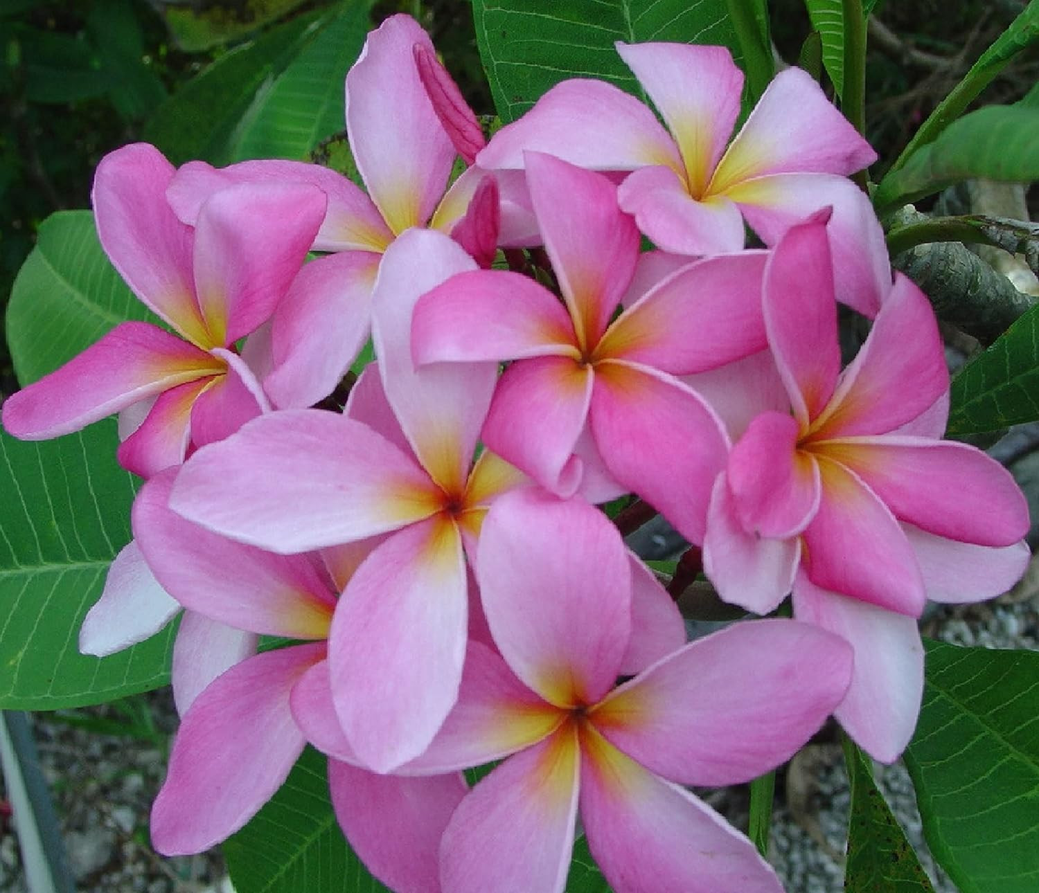 Hawaiian Rare Plumeria Frangipani Plant Planta Cuttings Red, White, Yellow, Pink