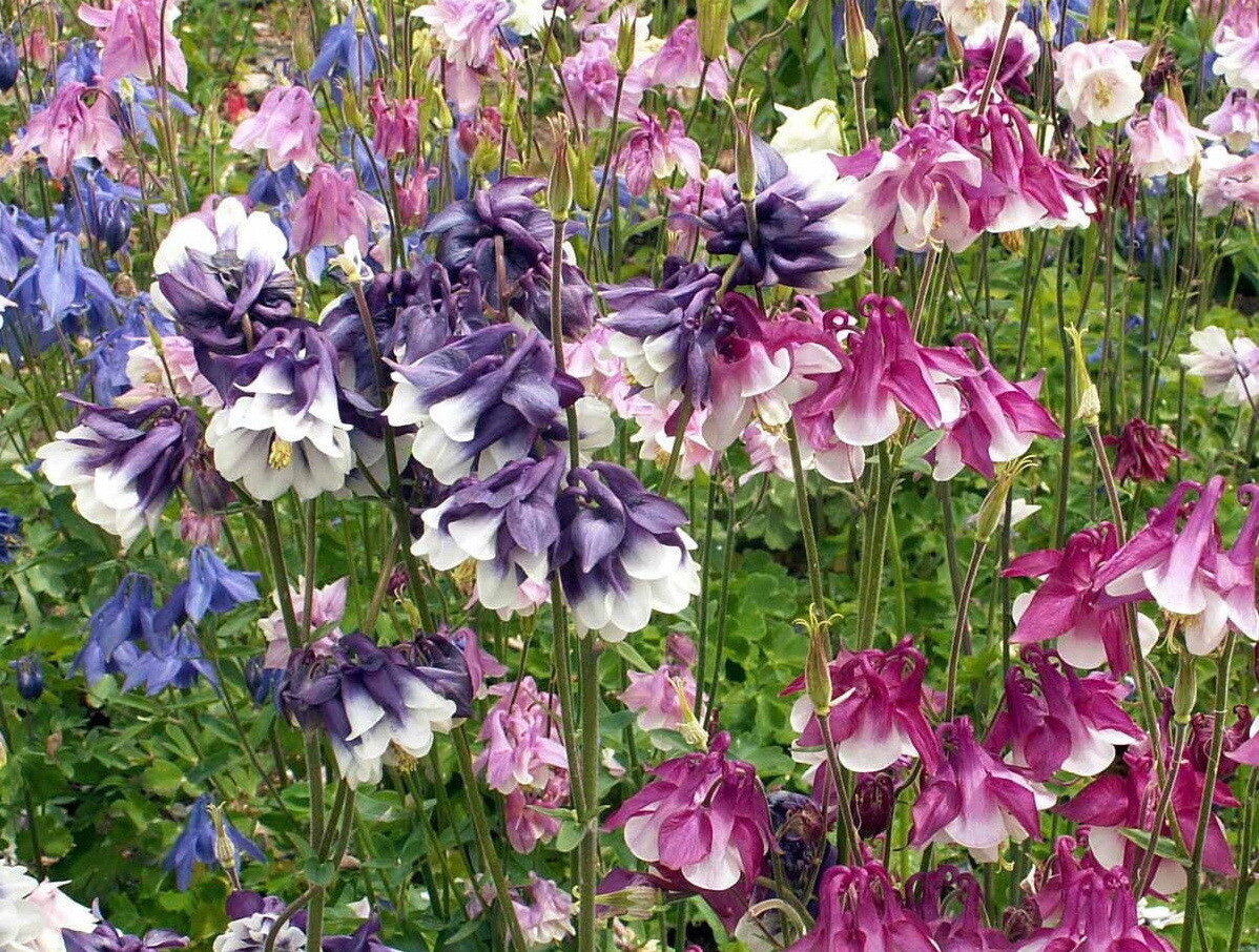 Dwarf Columbine Flower Seeds, Aquilegia vulgaris, Mixed Colors, FREE SHIPPING