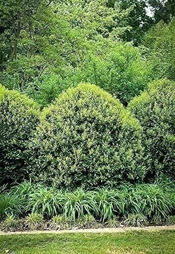 Ilex Needlepoint Chinese Holly | Quart | Ilex cornuta | Evergreen Privacy