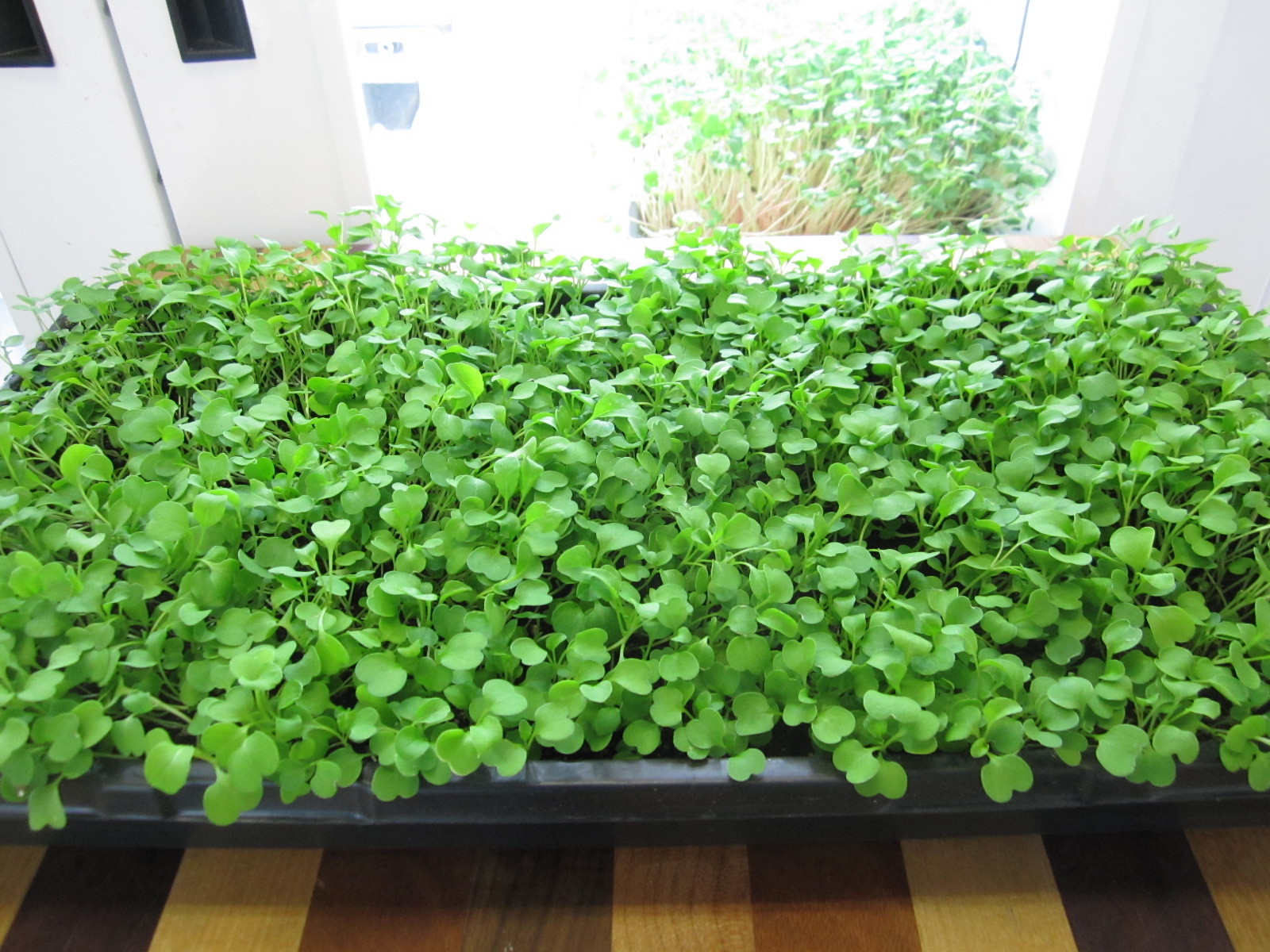 600+ARUGULA ROQUETTE Seeds Organic Spring Fall Garden Patio Containers Fast Easy