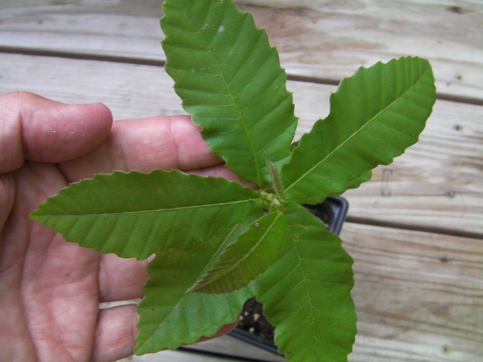 4+2 cutting of organic Dunstan American-Chinese disease resistant chestnut