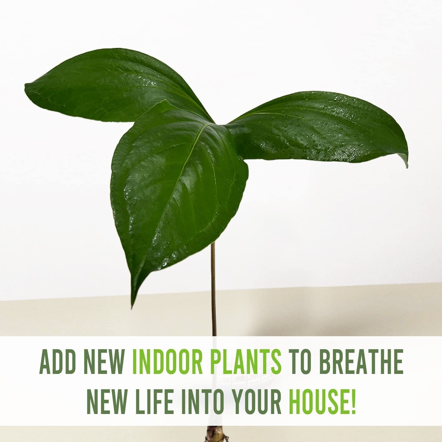 Anthurium Pynkleyi by LEAL PLANTS ECUADOR |Green Live House Plants for Indoors